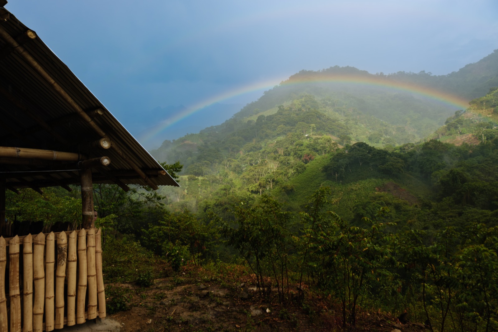 Oscine Acoustics mic array prototype deployed in the Colombian jungle
